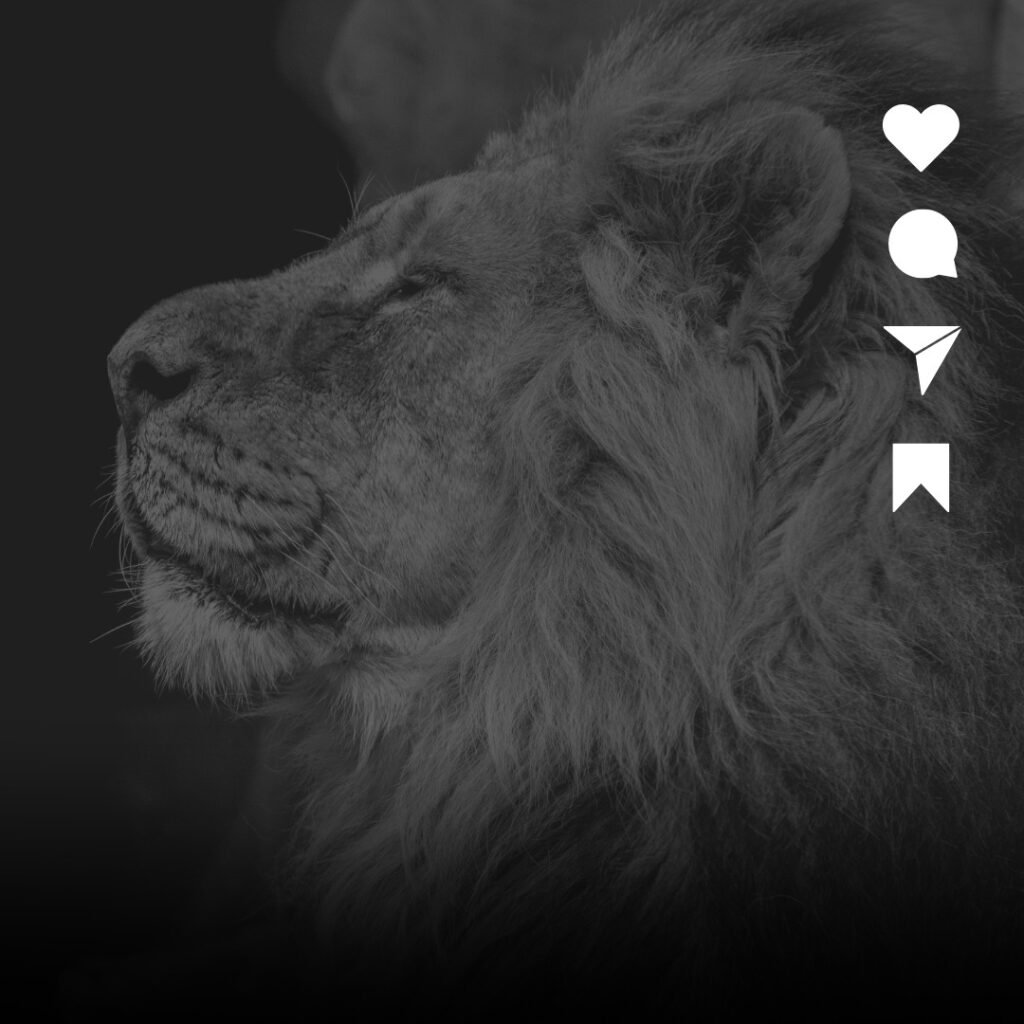 Instagram post from agenciacasalion. This post is in position 1.