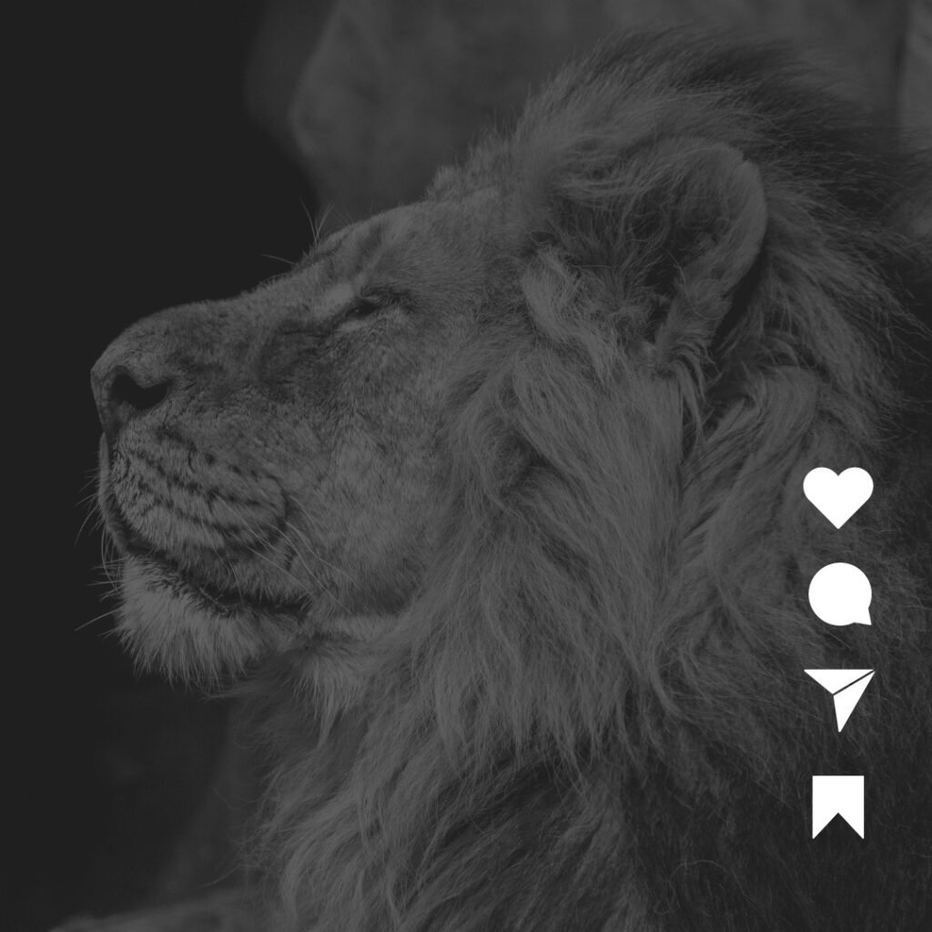 Instagram post from agenciacasalion. This post is in position 1.